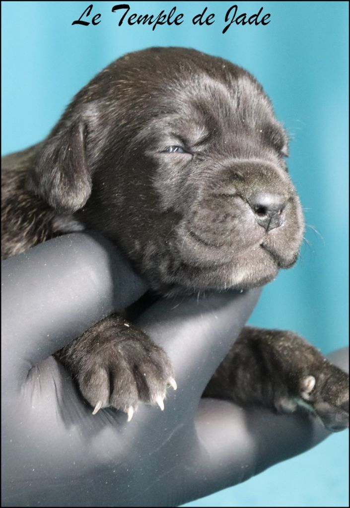 du temple de jade - Chiots disponibles - Cane Corso