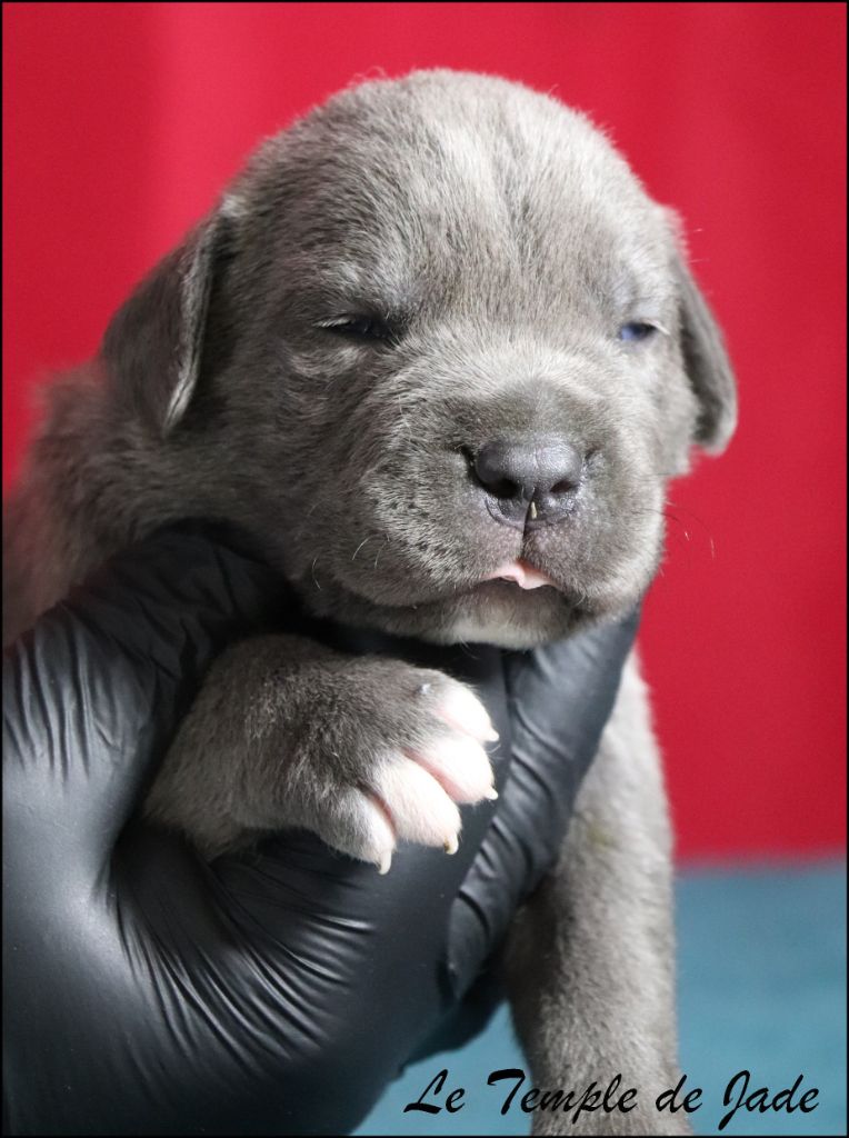 du temple de jade - Chiots disponibles - Cane Corso