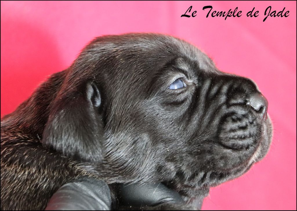 du temple de jade - Chiots disponibles - Cane Corso