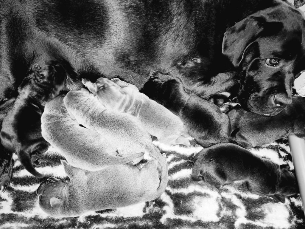 du temple de jade - Chiots disponibles - Cane Corso