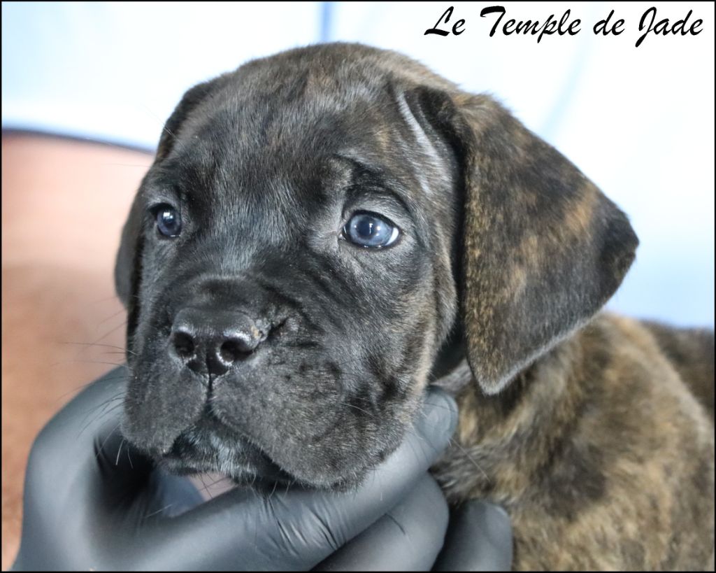 du temple de jade - Chiots disponibles - Cane Corso