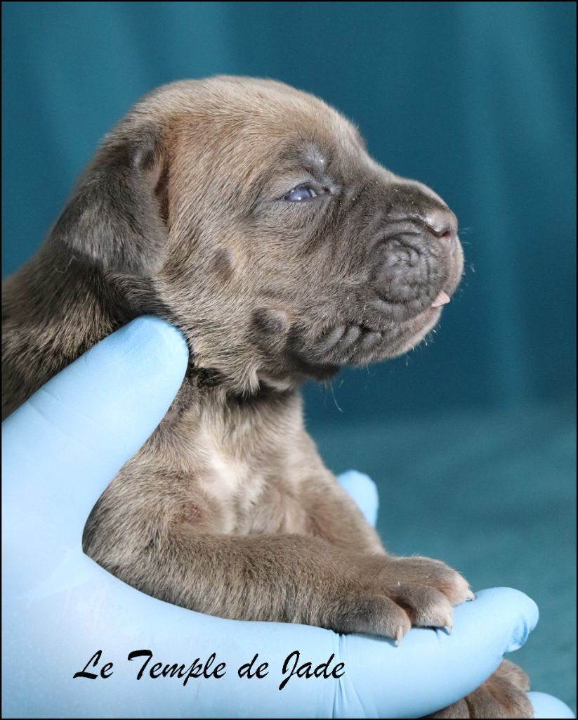 du temple de jade - Chiots disponibles - Cane Corso