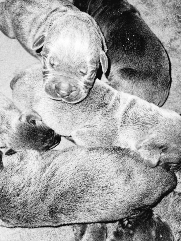 du temple de jade - Chiots disponibles - Cane Corso