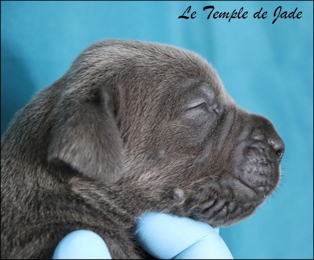 du temple de jade - Chiots disponibles - Cane Corso