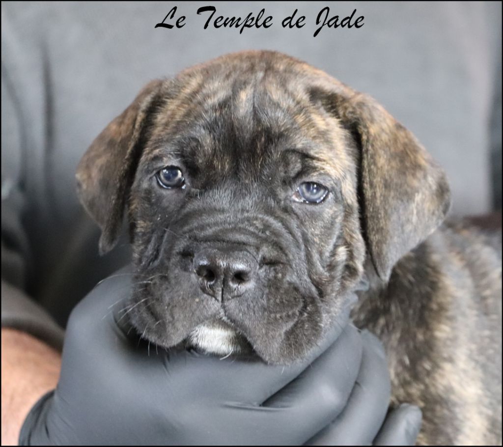 du temple de jade - Chiots disponibles - Cane Corso