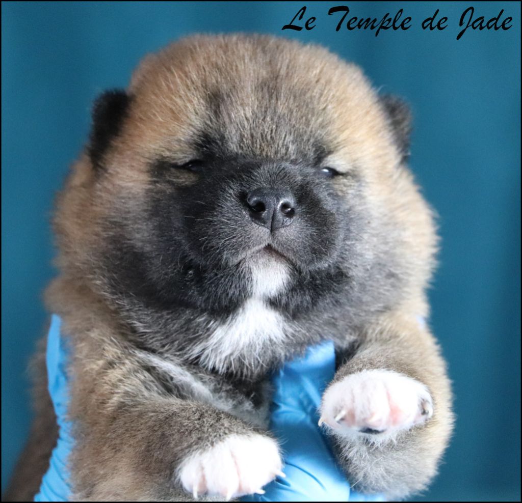 du temple de jade - Chiots disponibles - Shiba