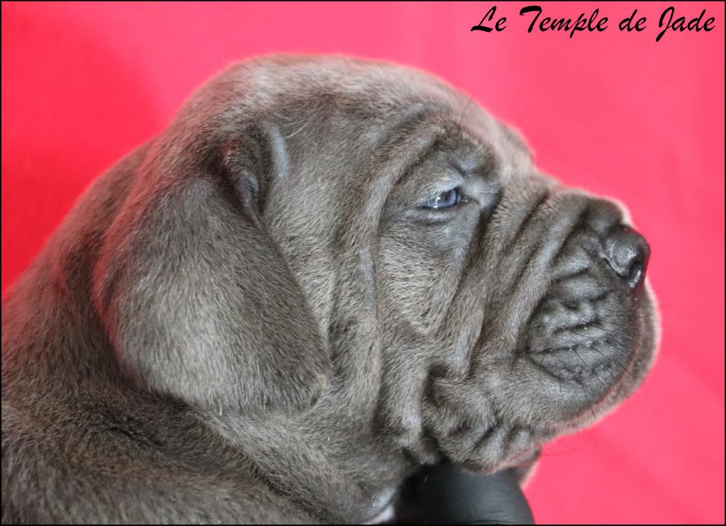 du temple de jade - Chiots disponibles - Cane Corso