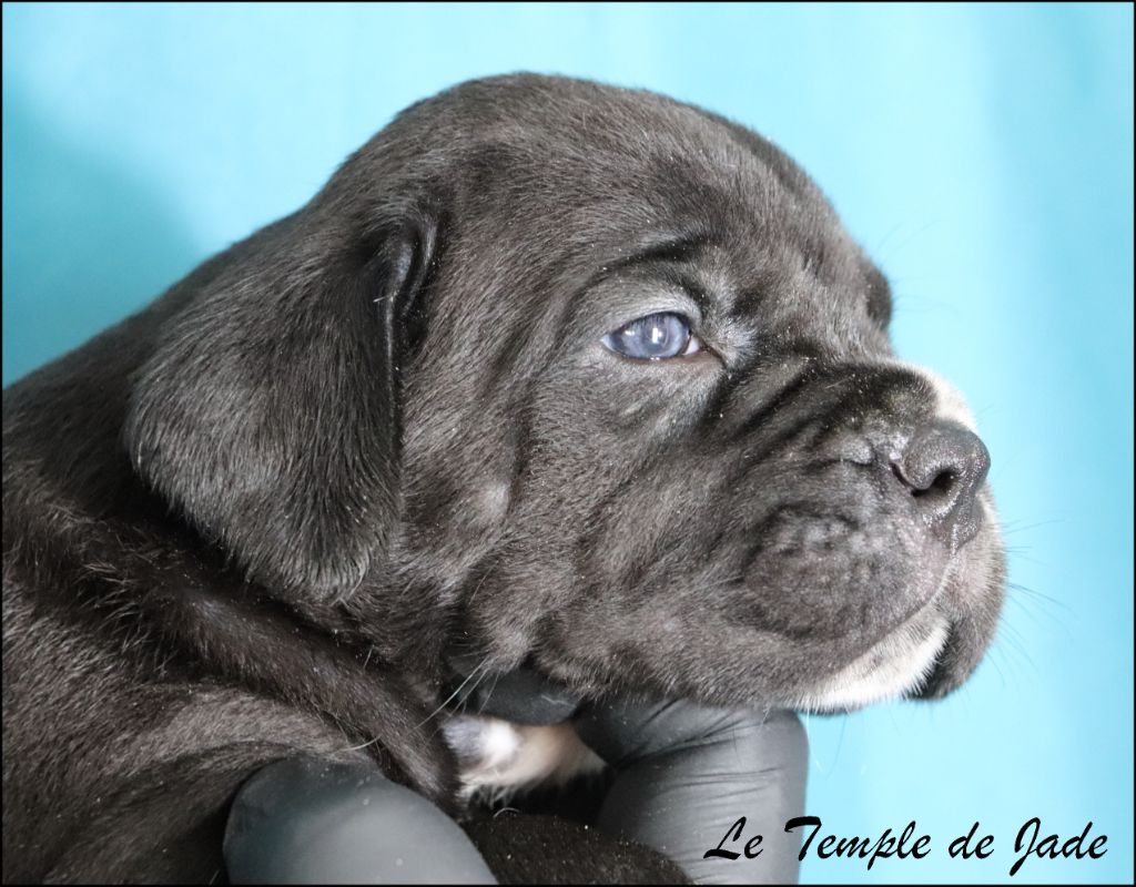 du temple de jade - Chiots disponibles - Cane Corso