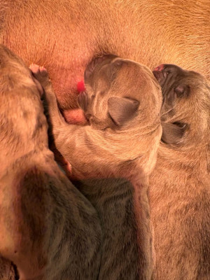 Chiot N°3
