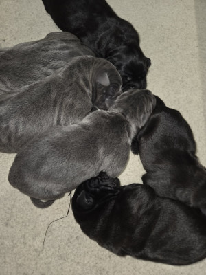 Chiot N°2