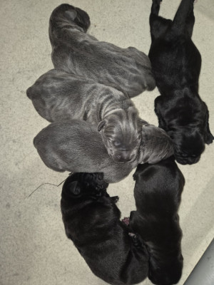 Chiot N°4