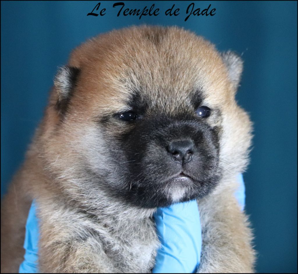 Chiot Shiba du temple de jade