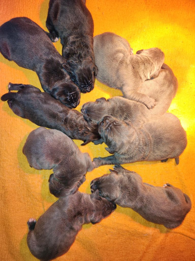 Chiot Cane Corso du temple de jade