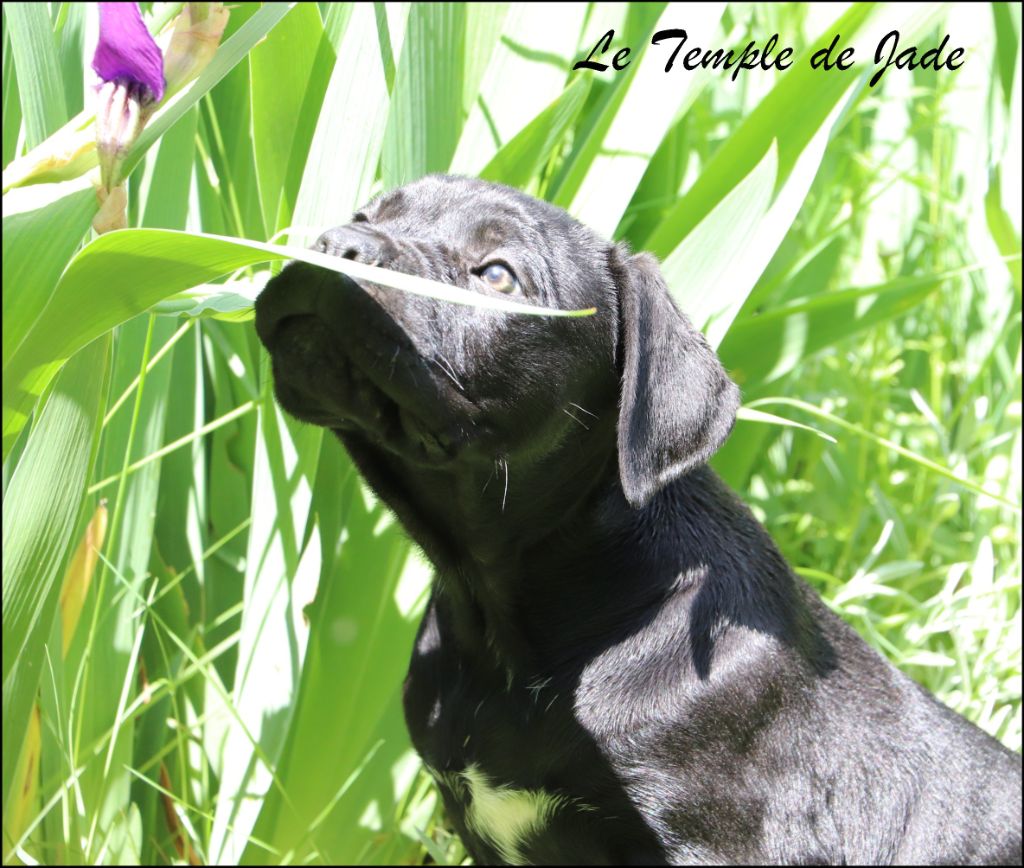 du temple de jade - Chiots disponibles - Cane Corso