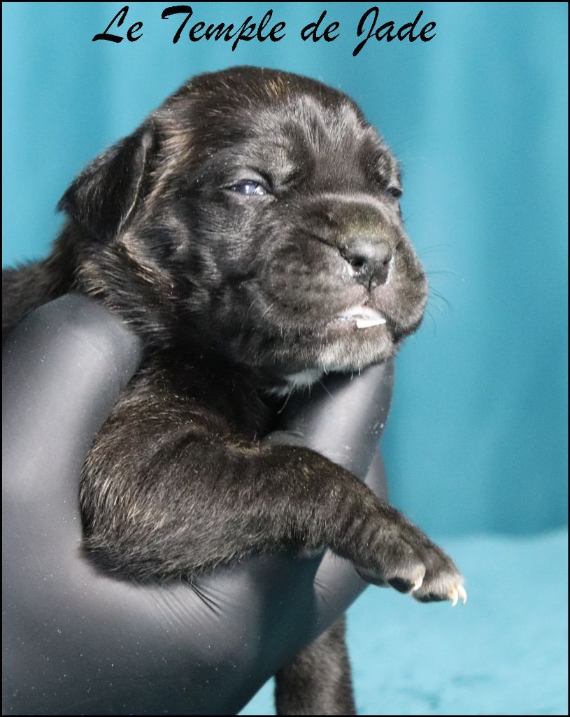 du temple de jade - Chiots disponibles - Cane Corso
