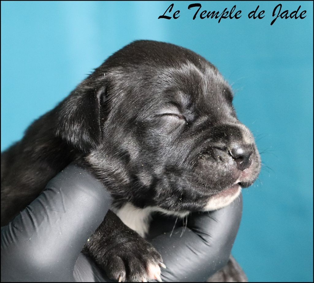 du temple de jade - Chiots disponibles - Cane Corso
