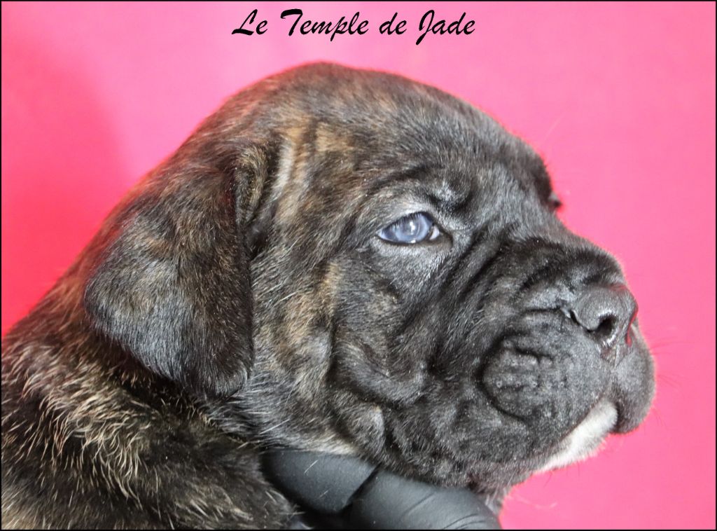 du temple de jade - Chiots disponibles - Cane Corso