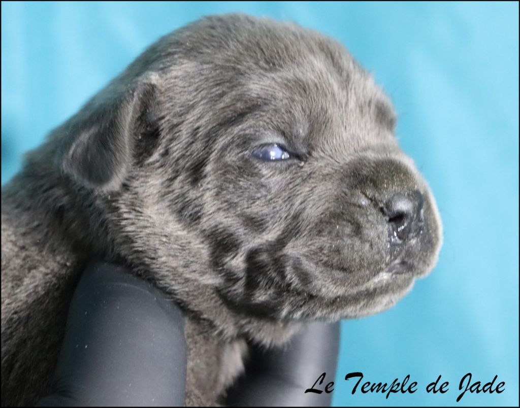 du temple de jade - Chiots disponibles - Cane Corso