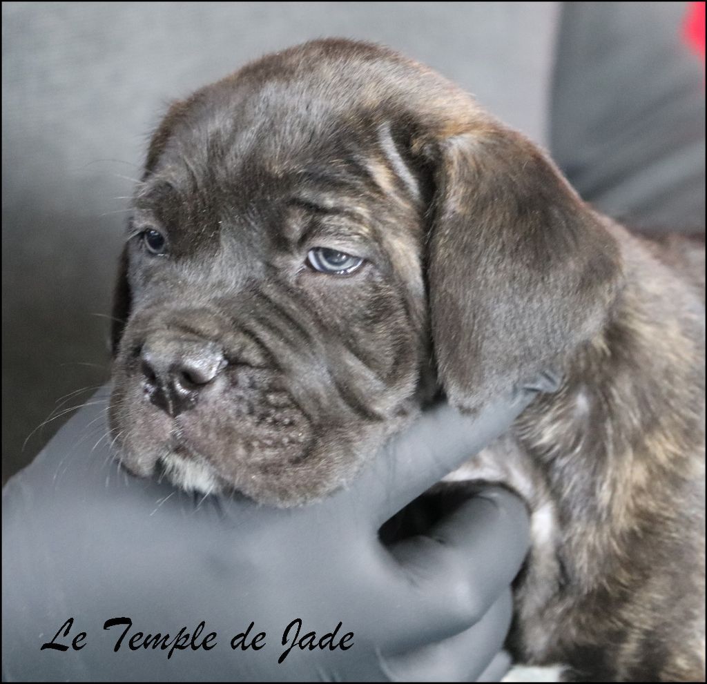 du temple de jade - Chiots disponibles - Cane Corso