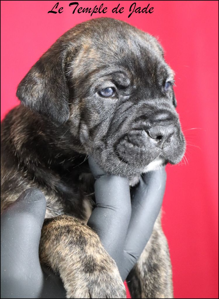 du temple de jade - Cane Corso - Portée née le 07/04/2025