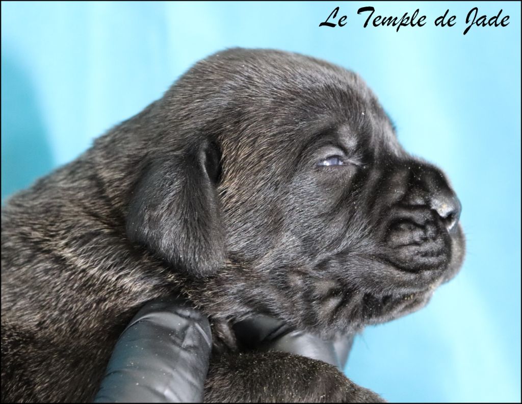 du temple de jade - Chiots disponibles - Cane Corso