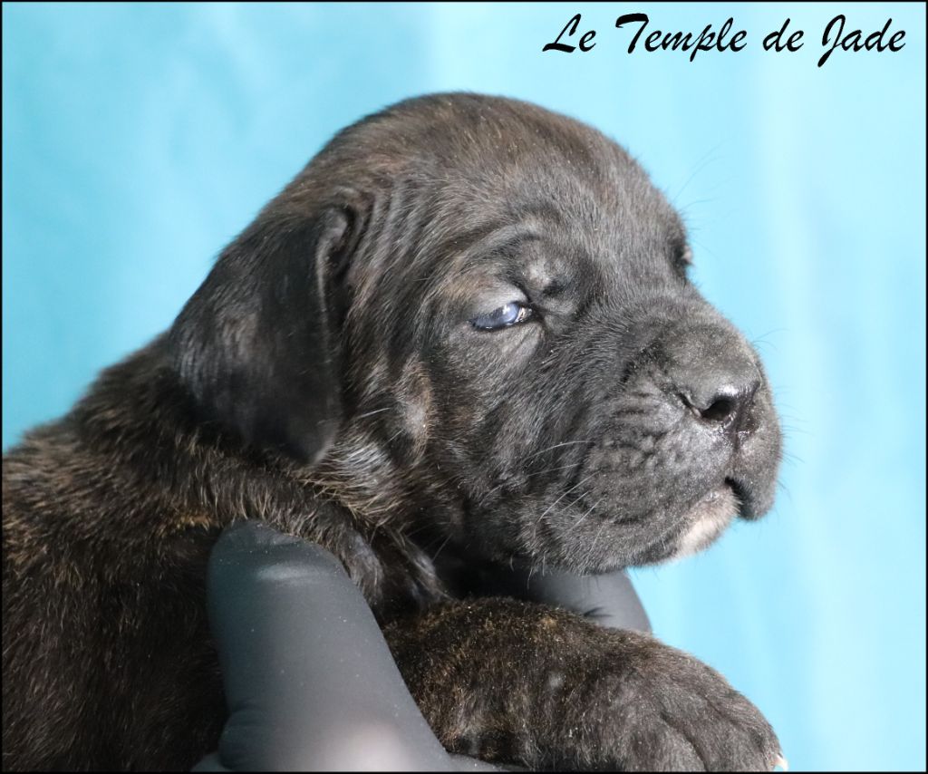 du temple de jade - Cane Corso - Portée née le 27/07/2025