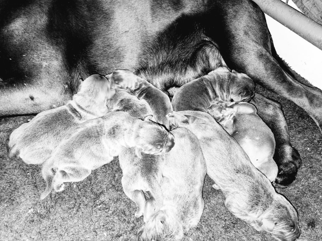 du temple de jade - Chiots disponibles - Cane Corso