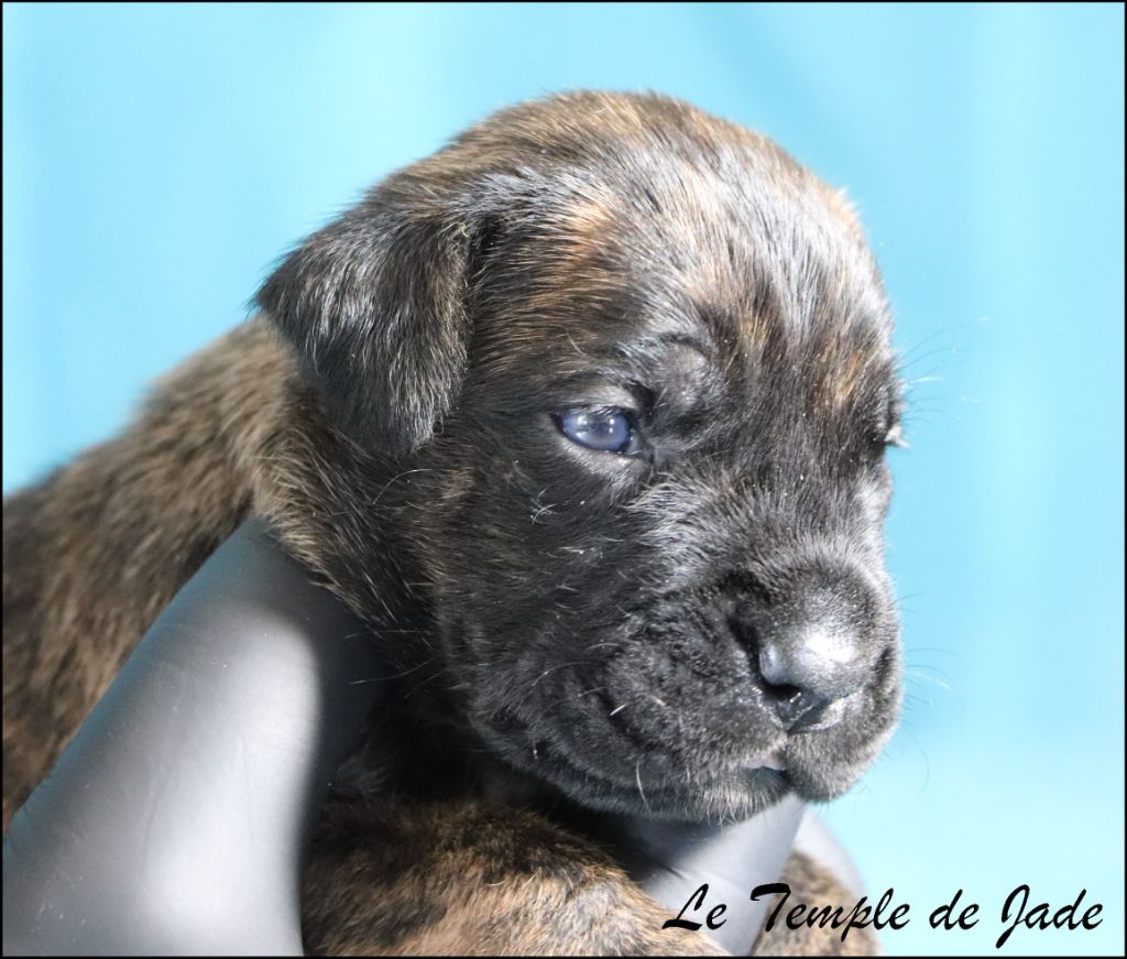 du temple de jade - Chiots disponibles - Cane Corso