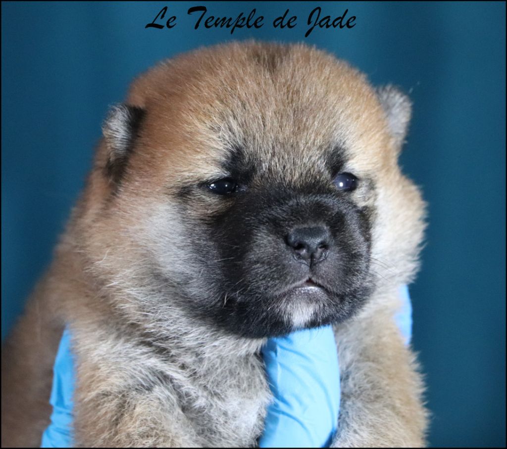 du temple de jade - Chiots disponibles - Shiba