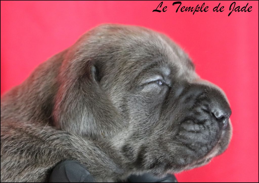 du temple de jade - Chiots disponibles - Cane Corso