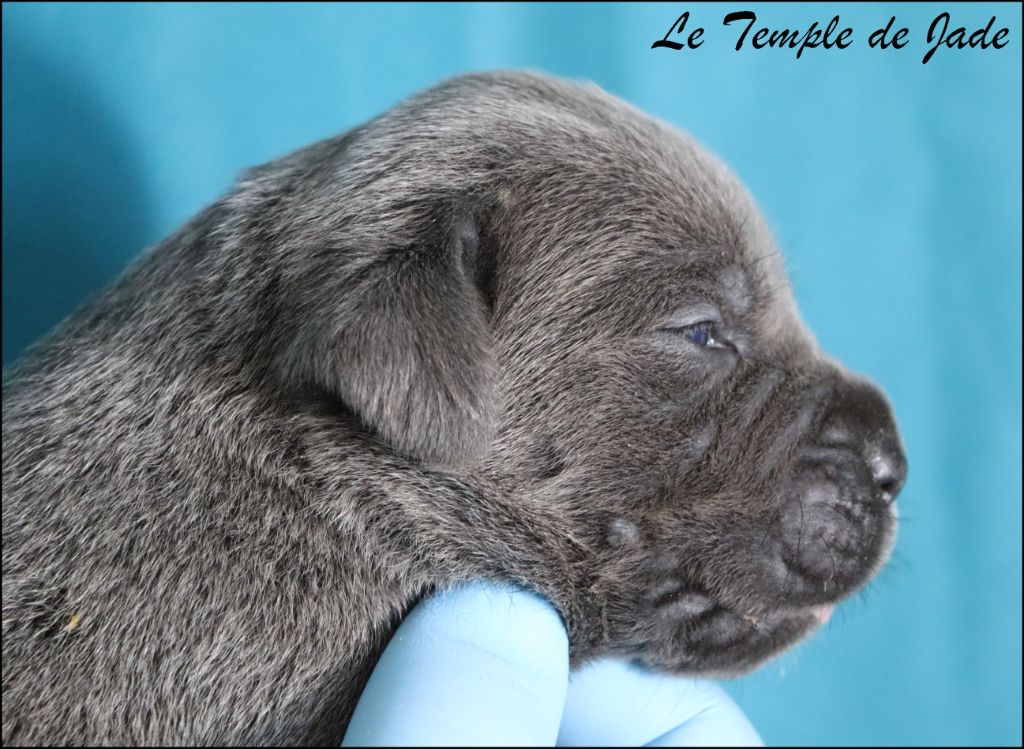 du temple de jade - Chiots disponibles - Cane Corso