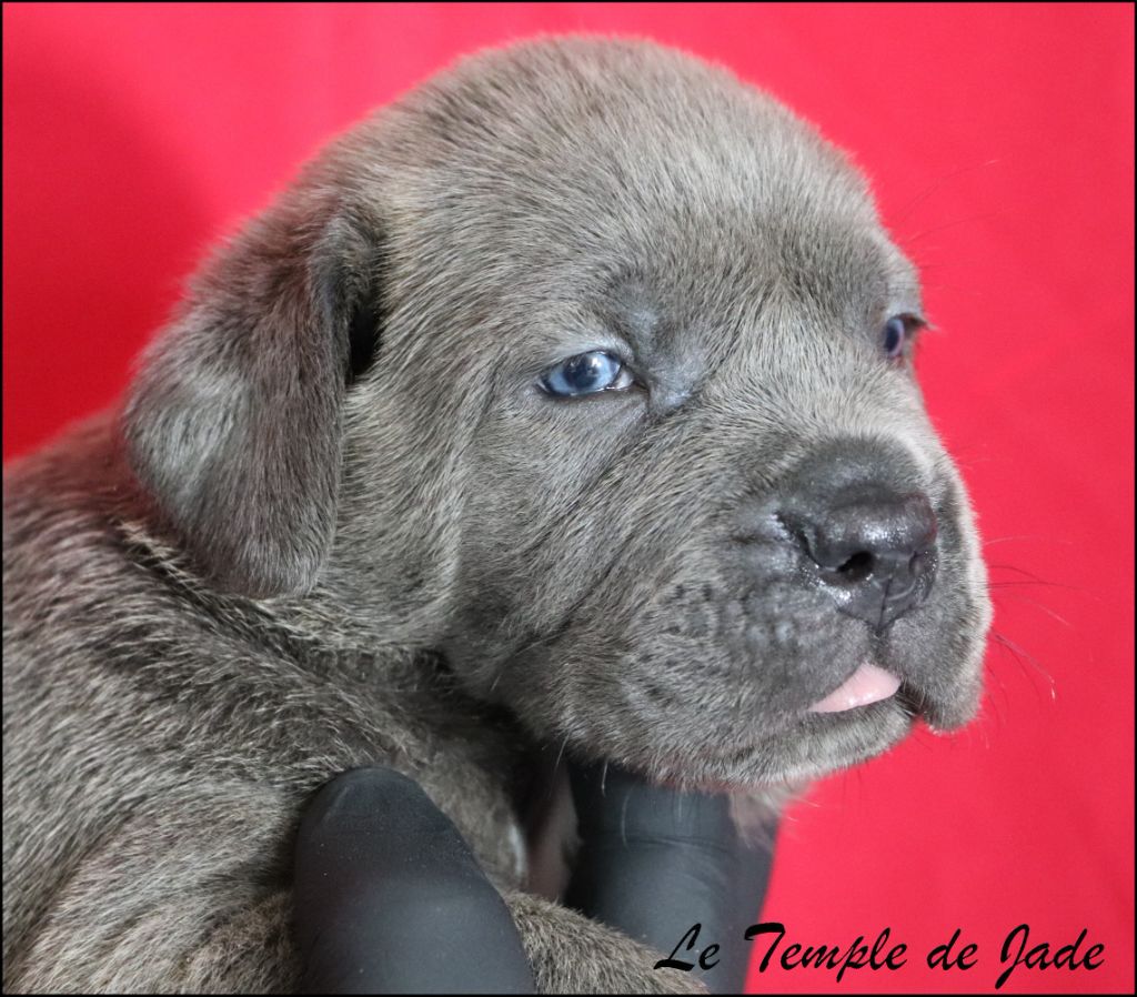 du temple de jade - Chiots disponibles - Cane Corso