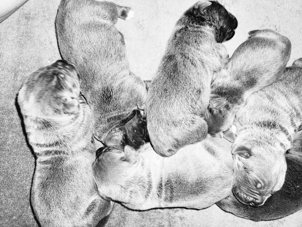 du temple de jade - Chiots disponibles - Cane Corso