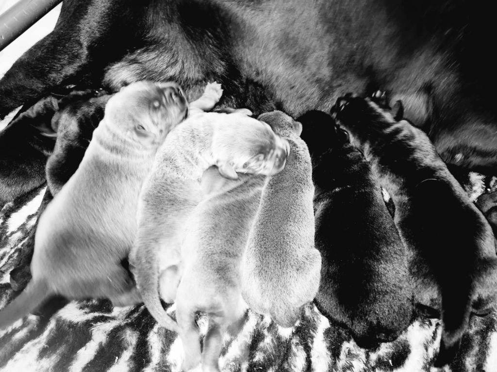 du temple de jade - Chiots disponibles - Cane Corso