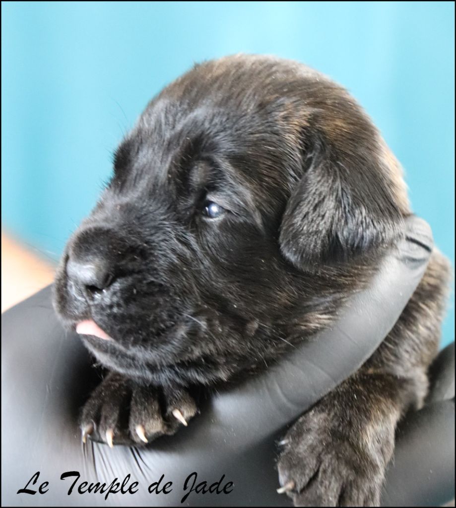 Chiot Cane Corso du temple de jade