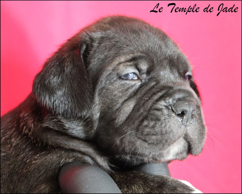 du temple de jade - Chiots disponibles - Cane Corso
